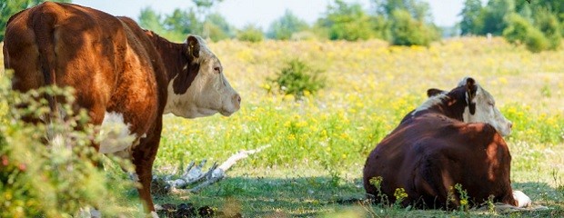 Hay disponible nuevas líneas de crédito en valor producto