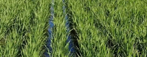  La superficie con arroz alcanzaría las 59.000 hectáreas