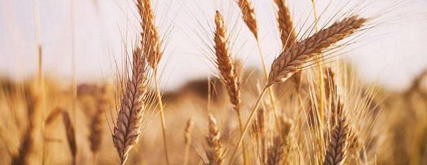 Se estima un nuevo récord en la producción de trigo