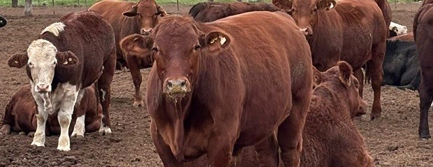 Novillo Mercosur: subió el precio en la Argentina