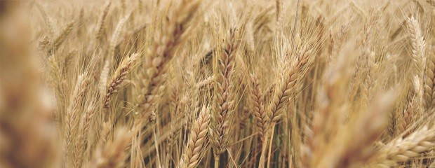 La Región Centro se prepara para cosechar 15,2 Mt de trigo