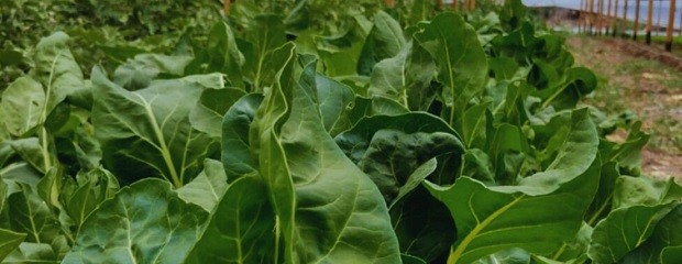 Impulsan el uso de abonos líquidos fermentados