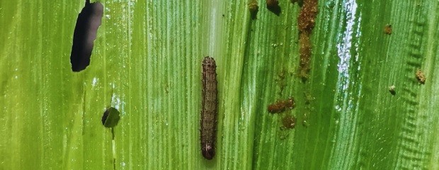 Alerta por ataques tempranos del gusano cogollero en maíz