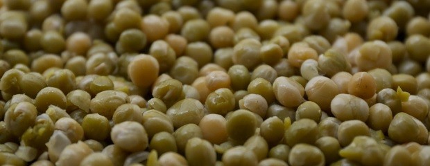 La producción de legumbres 2024/2025 marcó un nuevo récord 