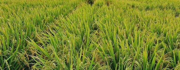 Presentan dos nuevas variedades de arroz 