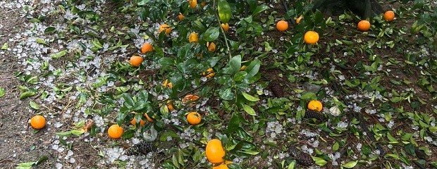 Declaran emergencia agropecuaria para zonas de Entre Ríos