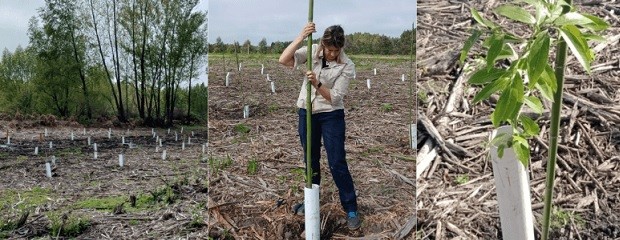 El Delta del Paraná se restaura con especies nativas