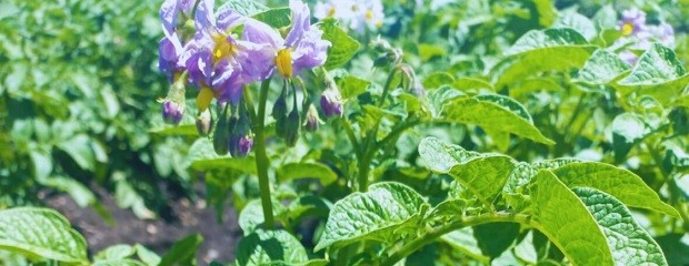 El INTA desarrolla una nueva papa ideal para chips