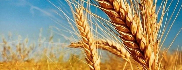 Trigo: esperan rinden de 50,4 qq/ha y una producción de 8 Mt