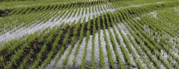 La siembra de arroz alcanzó el 94% en Entre Ríos