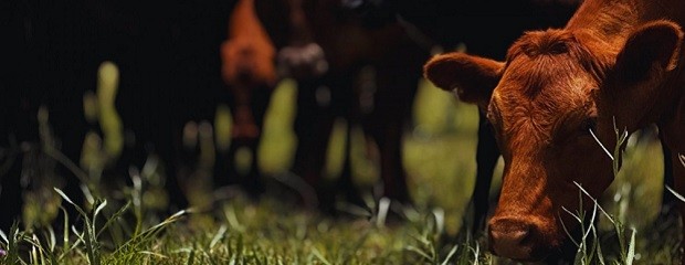 El INTA avanza hacia el control de la tuberculosis bovina