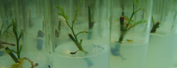 Con biotecnología buscan conservar el algarrobo blanco