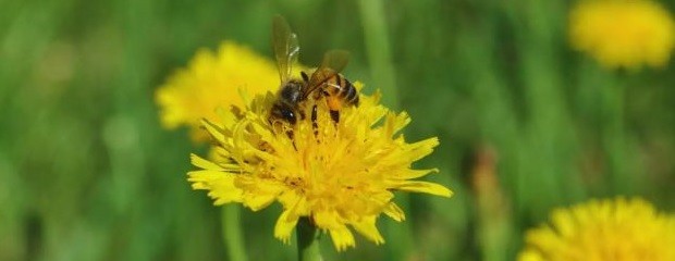 El polen como estrategia de diversificación apícola 