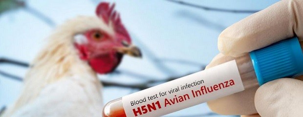 Europa endurece controles ante el avance de la gripe aviar