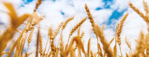 Avanza la cosecha de lino y trigo en Entre Ríos