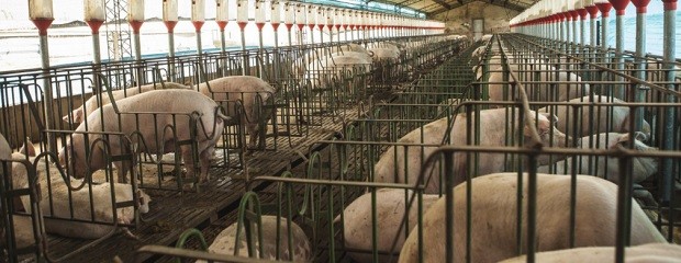 Filipinas abrió su mercado a los cueros frescos de cerdo