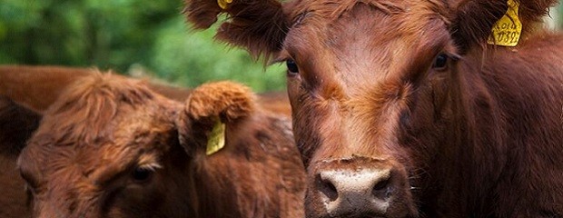 Menos faena, más kilos: noviembre reacomoda la producción