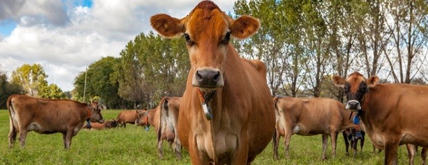 Amplían opciones para el manejo y prevención de brucelosis