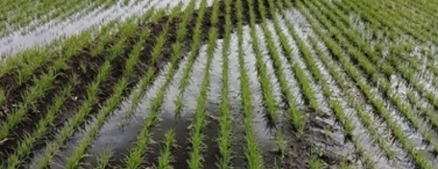 Buenas condiciones para el arroz entrerriano