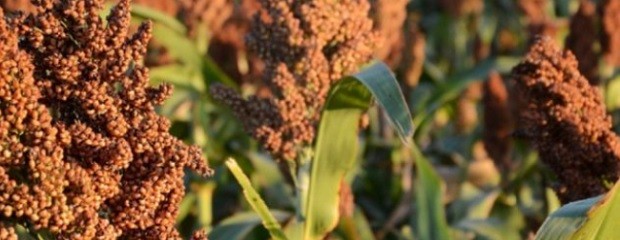 Caería un 55% el área destinada a la siembra de sorgo