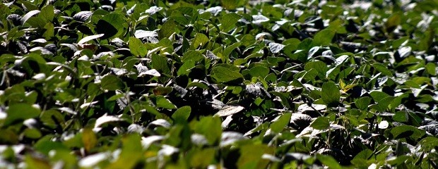 Oficializan reducción de impuestos a las exportaciones