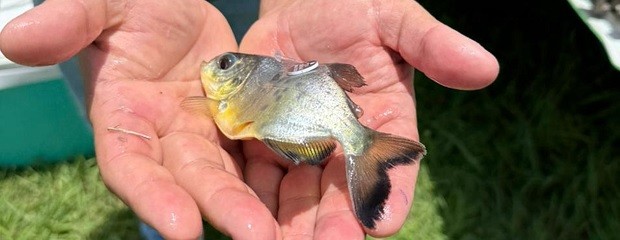 Primera liberación de pacú para reforzar especies nativas