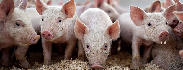 China impone aranceles a la carne de cerdo