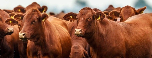 Novillo Mercosur: leve recorte de precios en la Argentina