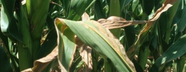 Escenario crítico para el maíz de primera en Entre Ríos