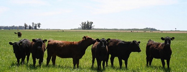 Publican calendario de vacunación 2026 contra fiebre aftosa