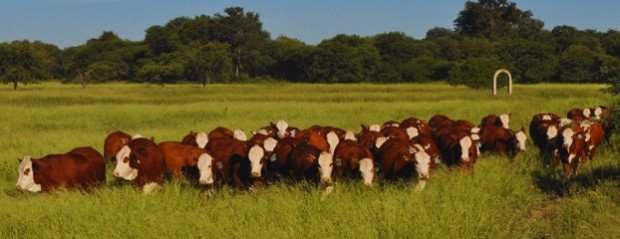 Festucosis: pautas para prevenir intoxicaciones en rodeos