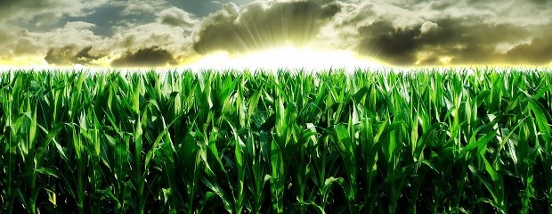 La cadena del maíz en Entre Ríos, bajo la lupa