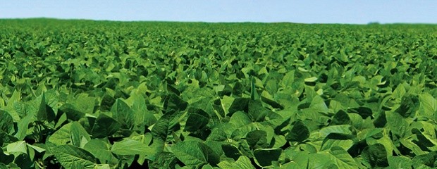 Cultivos de verano: Temperaturas altas y lluvias normales