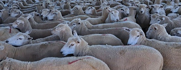 Tras 19 años, Entre Ríos reanudó exportación de carne ovina