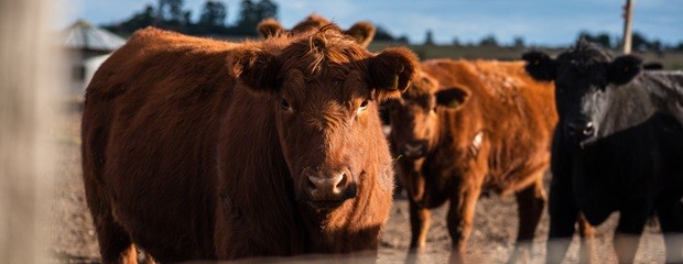 Marcas ganaderas: el Gobierno amplió plazos y derechos