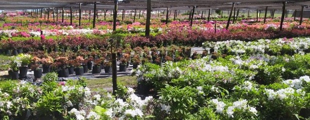 Actualizan el Renfo y simplifican trámites fitosanitarios