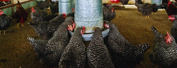 Aíslan cepa estratégica para la producción avícola nacional