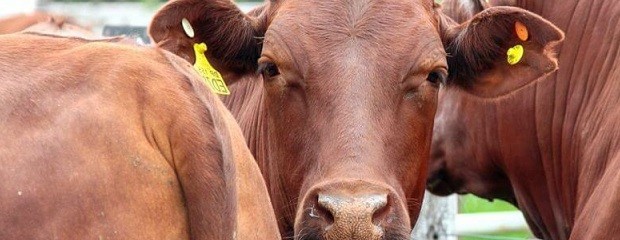 Enero con resultados positivo en los remates de La Ganadera