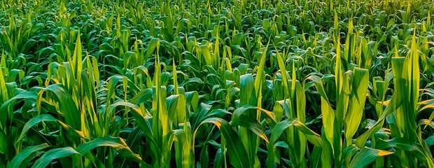 El maíz presenta una condición entre Buena y Muy Buena