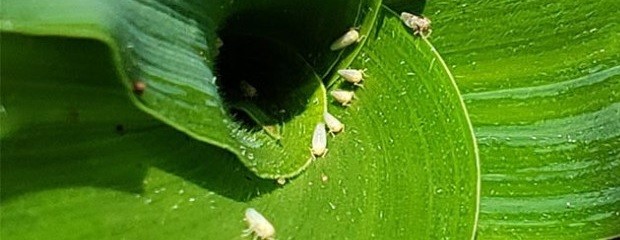 La chicharrita avanza en maíz tardío 