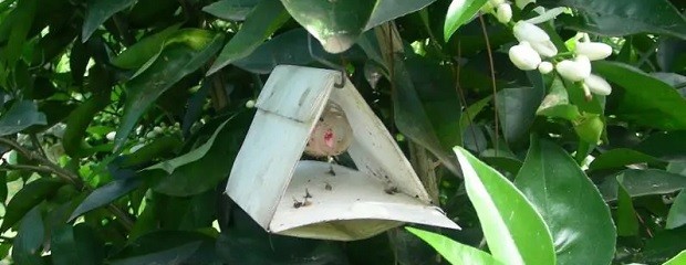 Actualiza el Programa Nacional de Moscas de la Fruta