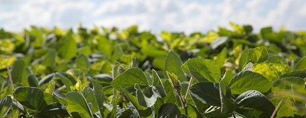 Cae la estimación de producción nacional de soja