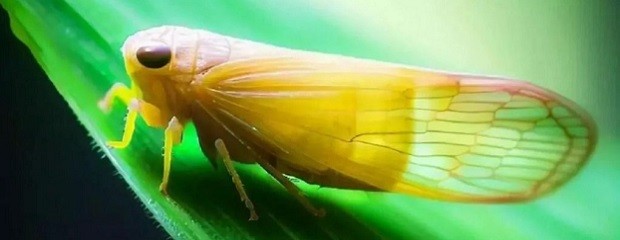 La chicharrita gana presencia en los maíces tardíos