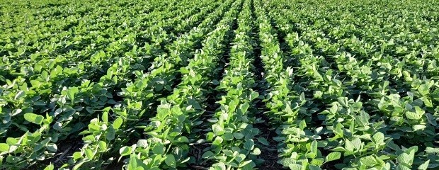 Cómo evoluciona la soja en Entre Ríos
