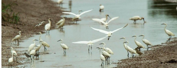 Se detectó un caso de influenza aviar en aves silvestres