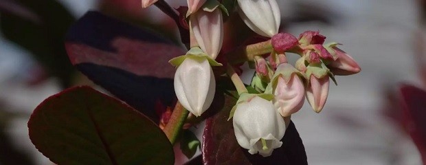 Arándanos: buscan potenciar el mejoramiento genético