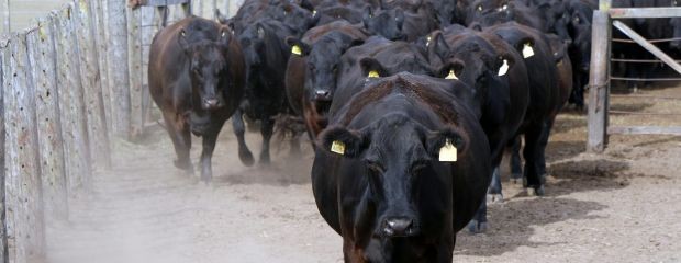 Ganadería en auge: ¿Comenzó una nueva era?