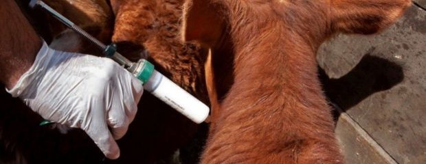 Productores analizaron cambios en vacunación contra aftosa