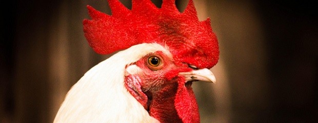  Se detectó otro caso de influenza aviar en aves comerciales