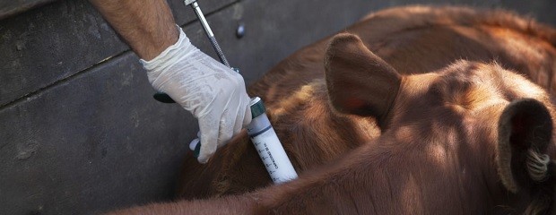 Autorizan nueva vacuna contra la fiebre aftosa en Argentina